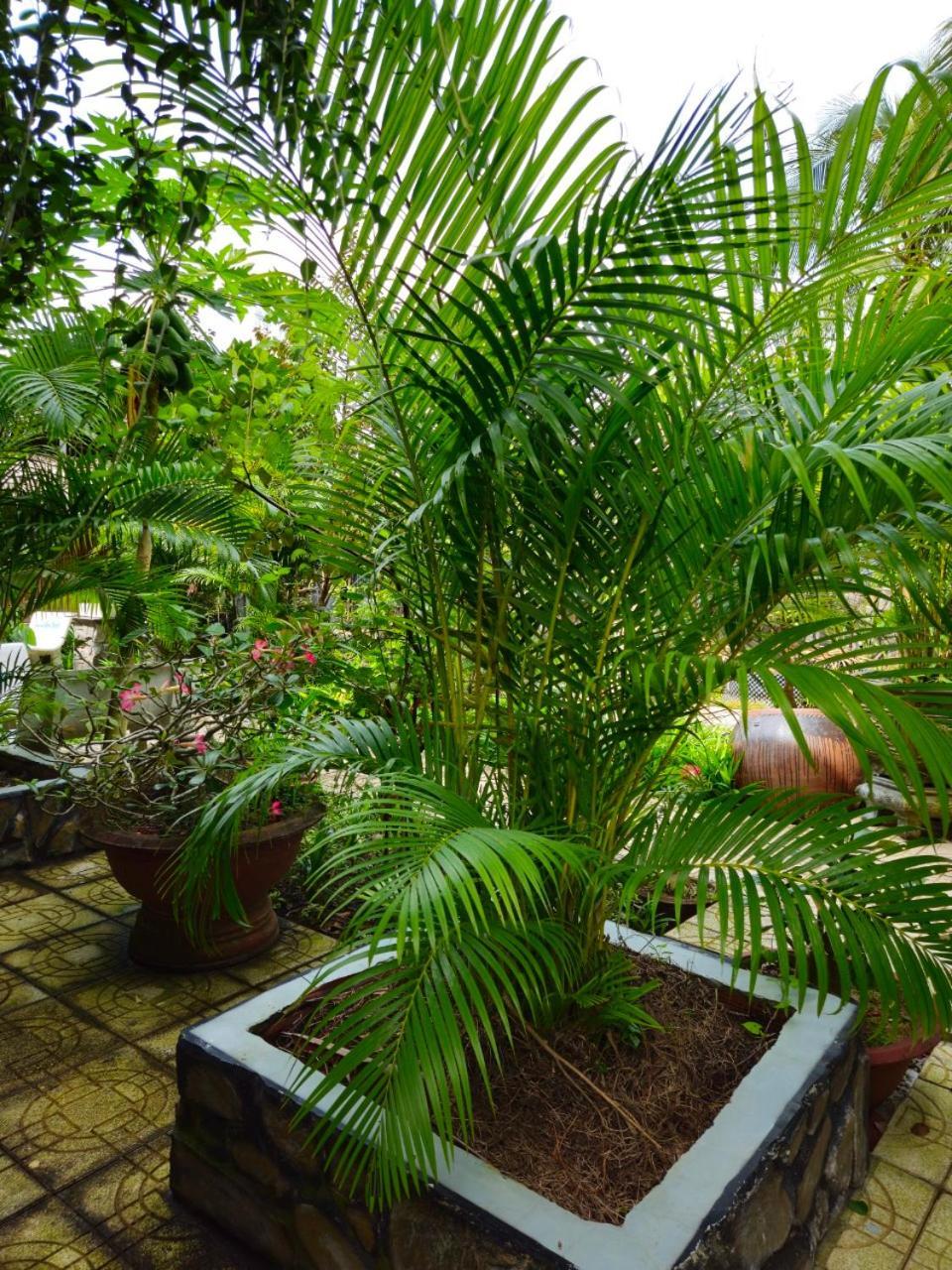 Homestay Bao Binh Ben Tre Eksteriør billede